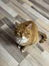 LEGENDSANDY蓝氏全价猫粮成猫幼猫生骨肉冻干粮 猎鸟乳鸽500g 实拍图