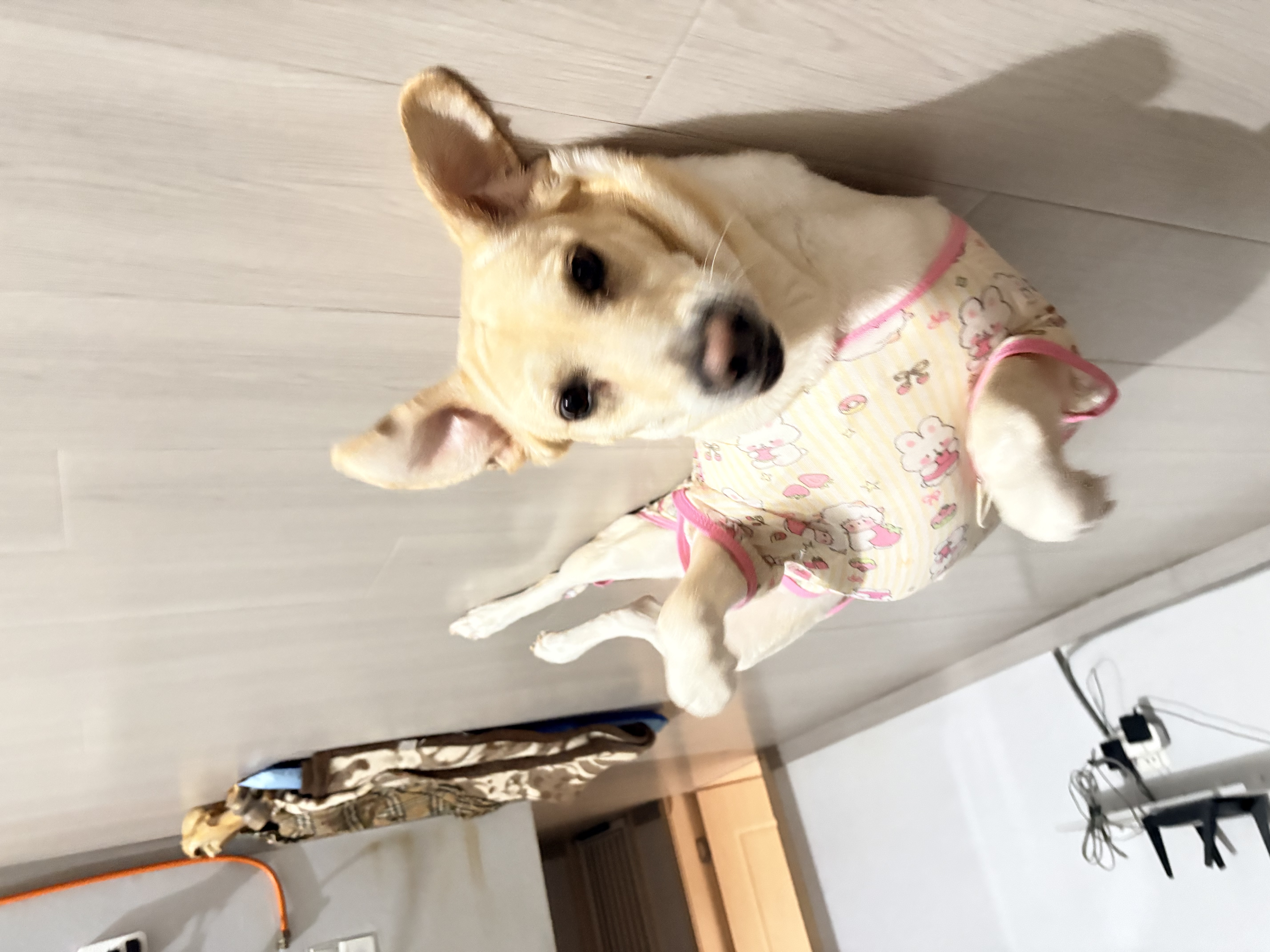 疯狂小狗狗粮幼犬成犬全价粮10kg 金毛泰迪中大型小型通用鸭肉梨20斤 实拍图