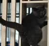 财咪宠物感冒药狗狗猫咪鼻支窝咳嗽打喷嚏流鼻涕消炎盐酸多西环素16片 实拍图
