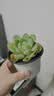 随机多肉植物盆栽新手好养易存活办公室桌面绿植 随机发货（1盆） 实拍图