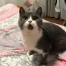 instinct天然百利高蛋白猫粮进口鸡肉全猫幼猫粮10磅/4.5kg 效期27年4月 实拍图