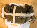【活蟹】阳澄联合鲜活大闸蟹现货全母蟹 3.0-3.3两 8只生鲜螃蟹精品礼品盒 实拍图
