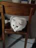 LEGENDSANDY蓝氏 全价猫粮成猫幼猫生骨肉冻干粮 猎鸟乳鸽系列兔肉口味1.5kg 实拍图