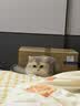 皇家猫粮 英短成猫粮 BS34 通用粮 12月以上 2KG 实拍图