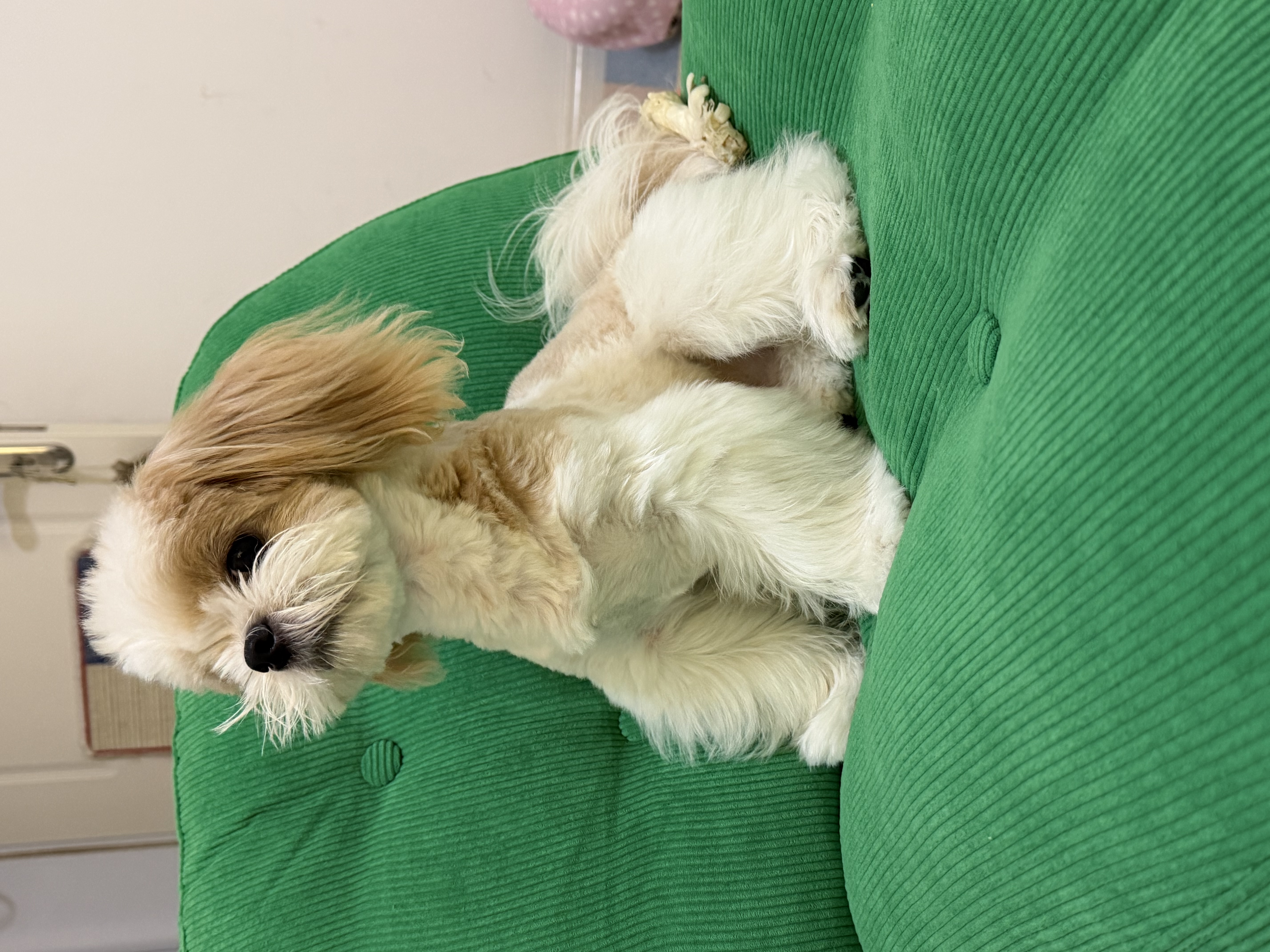NOW FRESH无谷小型犬四叶草颗粒全犬幼犬狗粮 50g试吃装 效期27/05 实拍图