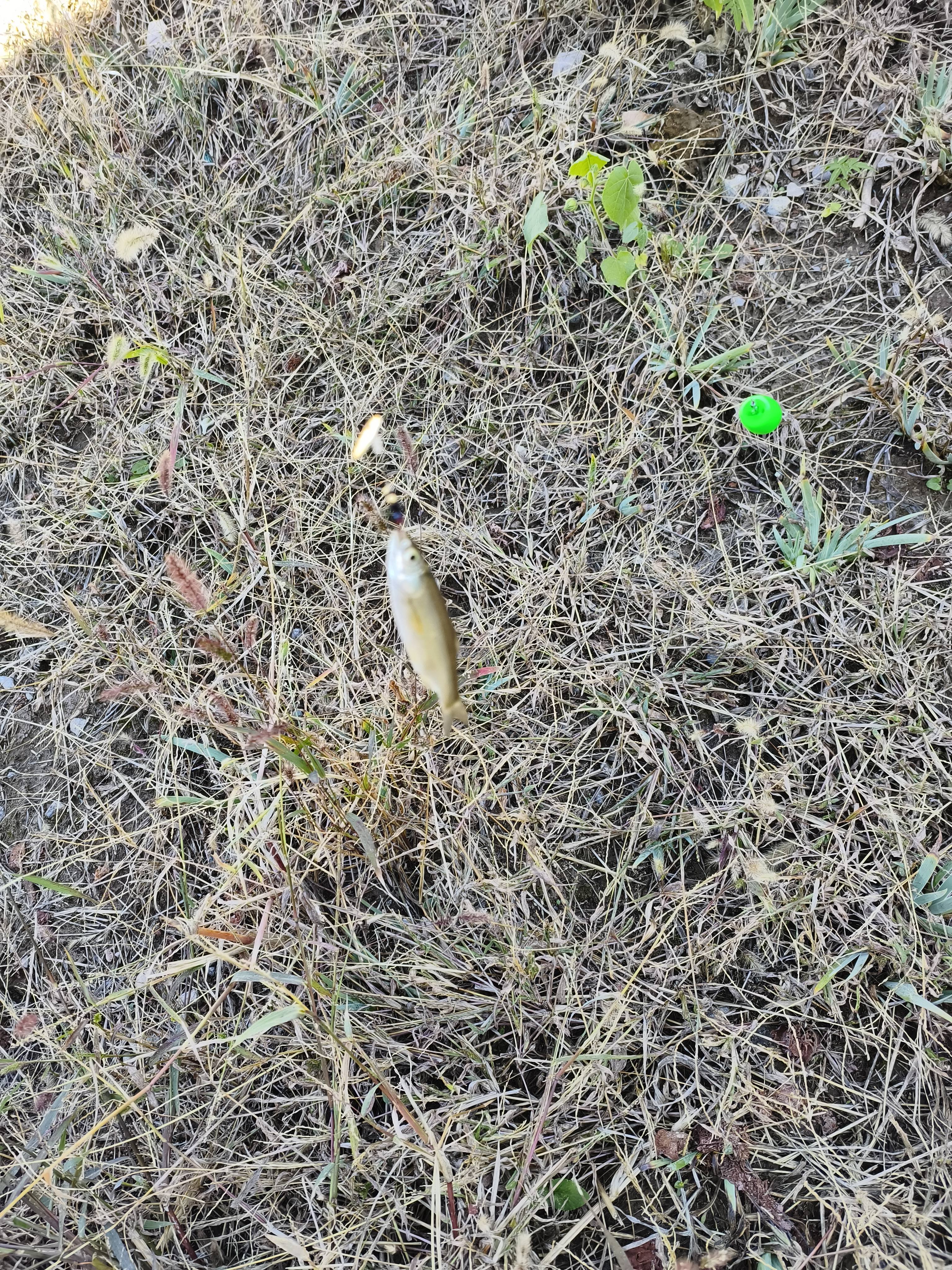 熊火路亚饵飞蝇钩苍蝇若虫蜜蜂瓜子套装绑好白条马口亮片微物助投器 双色响尾蛇双钩飞蝇线组5副 实拍图