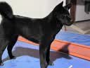 凯锐思狗粮幼犬粮 全犬种柯基博美泰迪比熊中小型犬通用狗粮 【4-12月|鲜肉益生菌】中大型幼犬4斤+赠餐包 实拍图