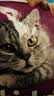 伟嘉猫粮成猫全价猫粮亮毛蓝猫均衡营养10kg海洋鱼夹心粮【原料透明】 实拍图