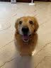 伯纳天纯中大型犬全价成年犬粮金毛宠物主粮羊肉蔓越莓15kg囤货装 实拍图