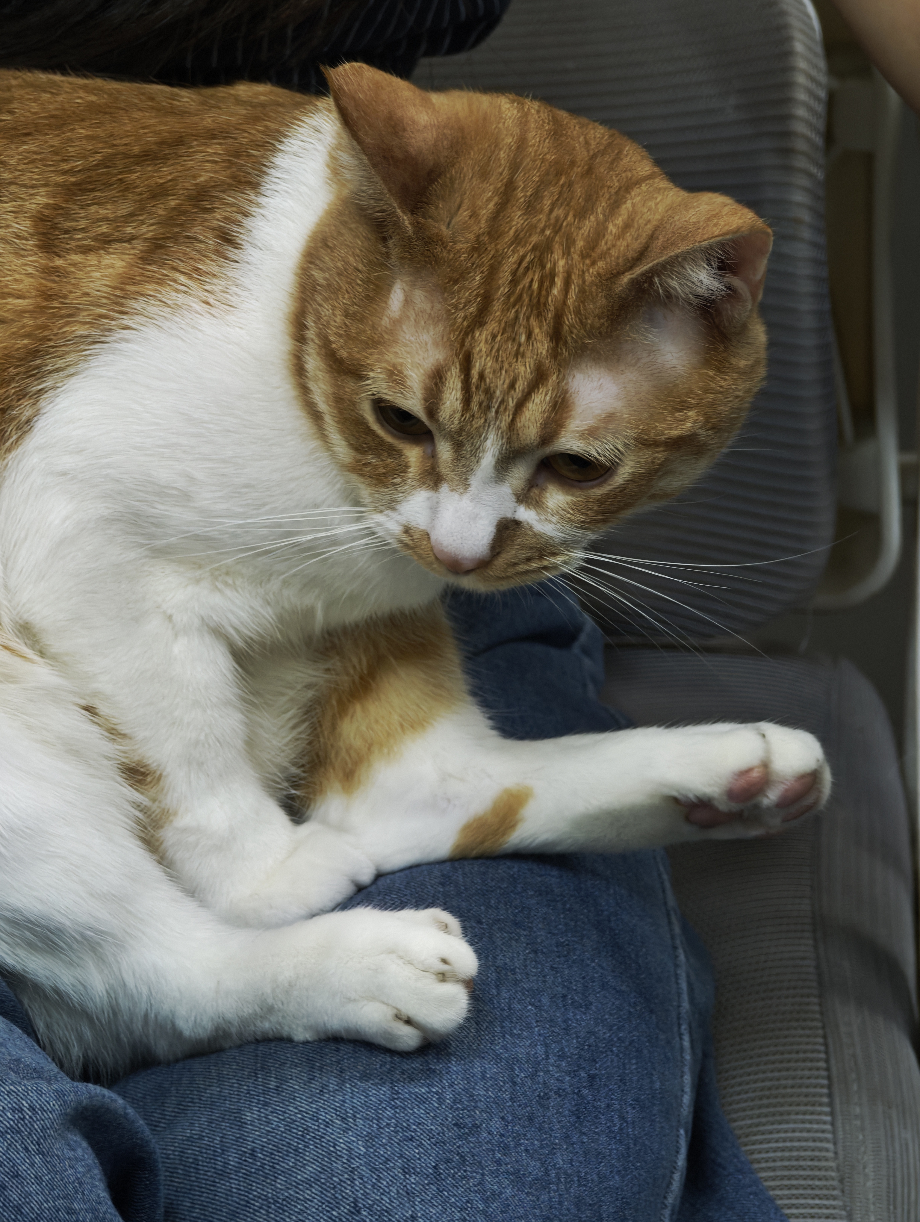 皇家猫粮 室内成猫粮 I27 通用粮 12月以上 2KG【宠物金选】 实拍图
