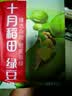十月稻田 绿豆 500g 一级 低脂粗粮 东北杂粮 绿豆汤 可发豆芽 豆浆豆 实拍图