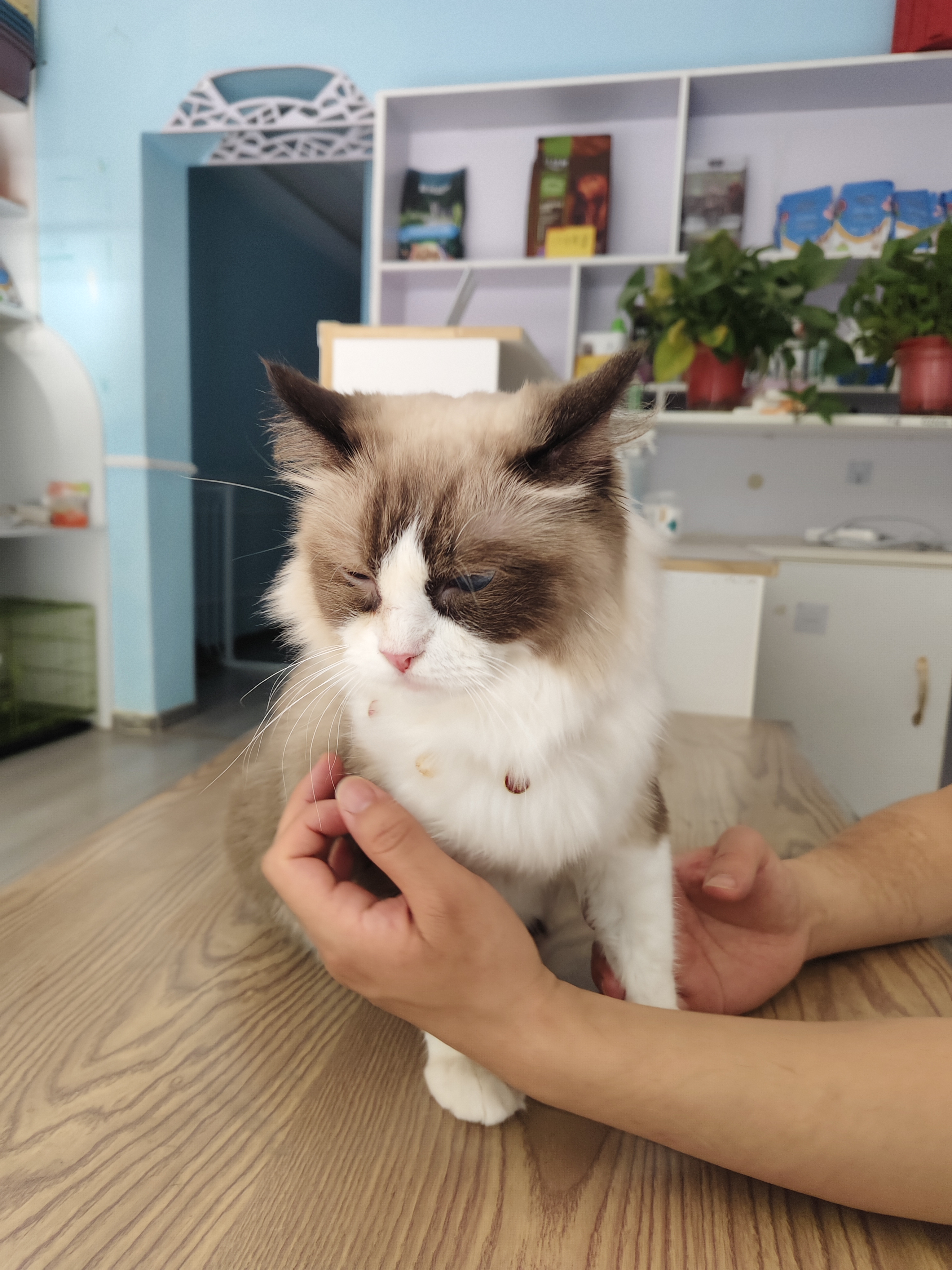 萌嘟星宠宠物航空箱大号狗狗运输箱猫咪笼子高铁空运车载便携式托运箱 实拍图
