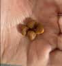 皇家猫粮 斯芬克斯成猫粮 SX33 通用粮 12月以上 2KG 实拍图