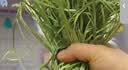 BCM烘干全叶苜蓿草幼兔干草兔子紫花苜蓿草纯叶子龙猫荷兰猪兔粮400g 实拍图