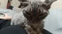 LEGENDSANDY蓝氏全价猫粮成猫幼猫生骨肉冻干粮 猎鸟乳鸽500g 实拍图