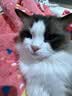 欢宠网伊丽莎白圈猫宠物狗猫咪狗狗绝育软项圈头套脖套防舔防咬脖圈耻辱 实拍图