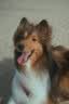 皇家狗粮 成犬狗粮 犬粮 宠物 中型犬 M25 全价犬粮 ≥12月 4KG 实拍图