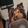 网易严选犬粮全价冻干三拼鸡肉狗粮幼犬成犬小型中大型犬10kg【宠物金选】 实拍图