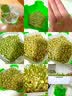 北蔬水培豌豆苗种子蔬菜儿童小学芽苗菜工位种菜盆栽五角盒豌豆苗套装 实拍图