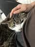 麦富迪猫罐头 浓汁猫罐头猫咪零食成幼猫补水亮毛混合装85g*24罐 实拍图