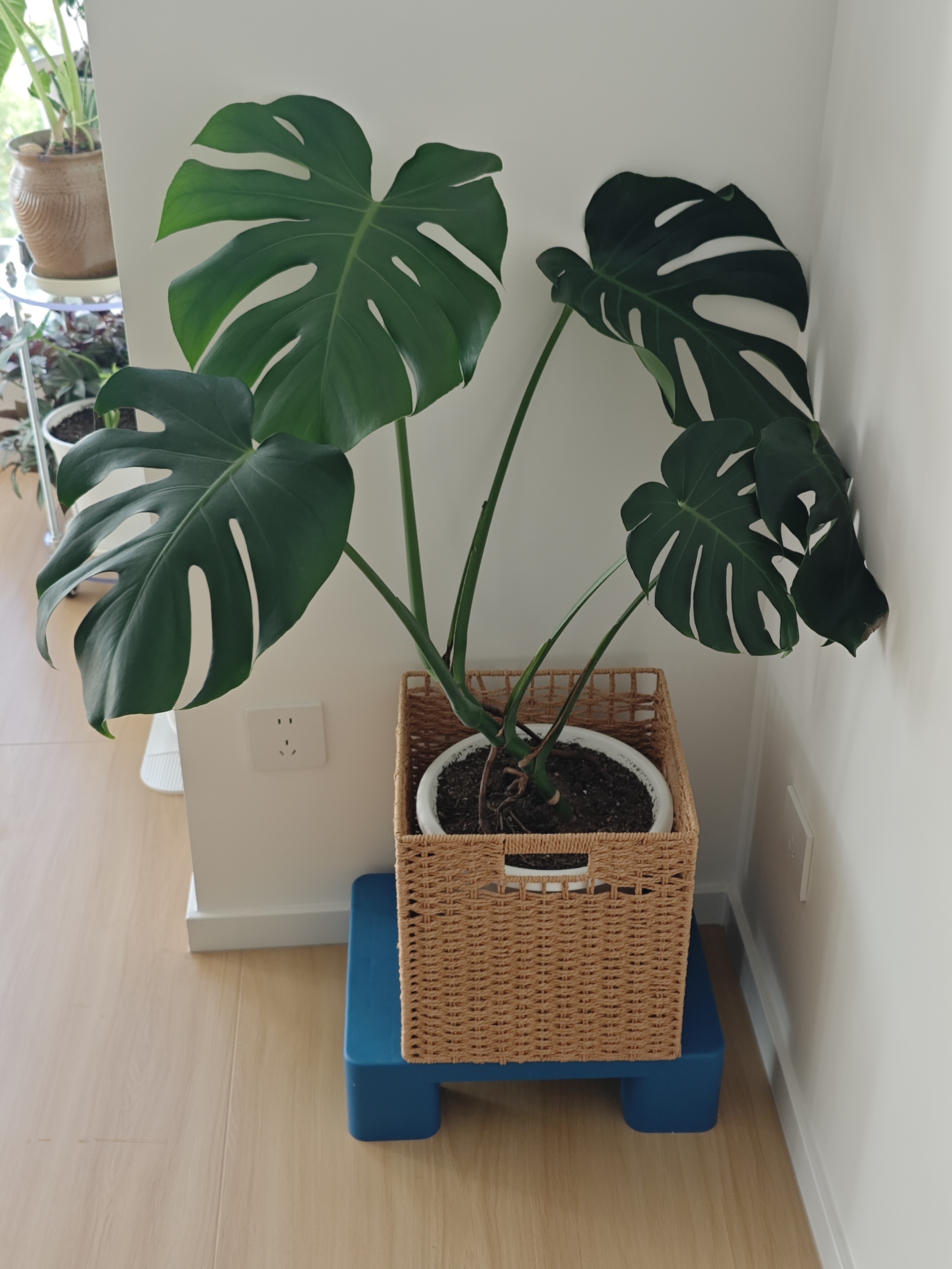 实承平板塑料托盘防潮板仓库垫板叉车板栈板卡板货架冷库地堆托板40*30*12蓝色 实拍图