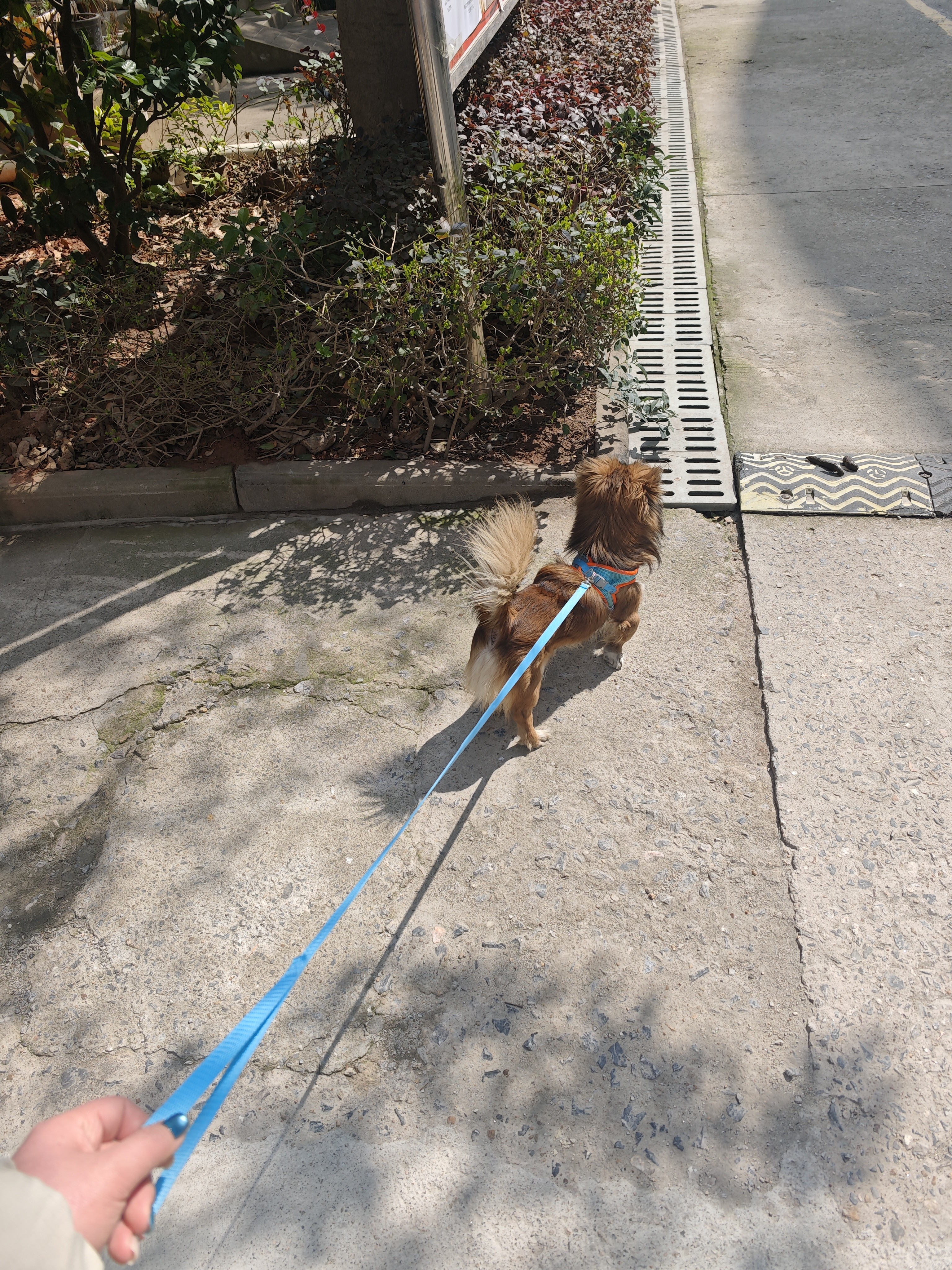 醇粹黑标鸭肉梨狗粮全价中大型犬狗粮金毛拉布拉多阿拉斯加15kg囤货装 实拍图