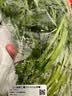 蒿子杆300g(茼蒿） 实拍图