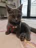 力狼 猫条猫零食 成幼猫通用宠物猫咪零食猫湿粮 鲜肉混合口味猫条15g*10支 实拍图