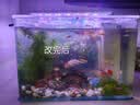 森森 小鲤鱼缸过滤增氧三合一净水循环内置水族箱过滤系统XQP-500F 6W 实拍图