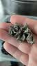 富昌东北黑木耳208g 肉厚无根菌菇山珍特产干货炒菜火锅凉拌食材 实拍图