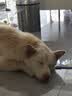 皇家狗粮 成犬狗粮 犬粮 宠物 中型犬 M25 全价犬粮 ≥12月 4KG 实拍图