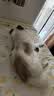 冠能狗粮消化舒适成犬狗粮全价7kg 天然益生元配方 改善肠胃敏感 实拍图