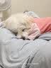 皇家狗粮 成犬狗粮 犬粮 宠物小型犬 PR27全价犬粮≥10月8KG 宠物金选 实拍图