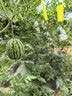 史丹利瓜果型复合肥2.5斤 水果树葡萄西瓜西红柿草莓种菜用无机专用肥料 实拍图