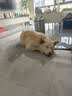 皇家狗粮 成犬狗粮 犬粮 宠物 中型犬 M25 全价犬粮 ≥12月 4KG 实拍图