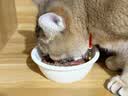 麦斯蒂主食猫罐头鸡肉金枪鱼85g*12罐 成幼猫湿粮鲜肉全价高营养 实拍图