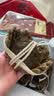 【活蟹】隆上记大闸蟹鲜活现货 全母3.5-3.8两8只 螃蟹鲜活礼盒生鲜去绳足重 实拍图