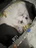 亿迪猫粮冻干幼猫成猫10斤全价英短蓝猫布偶老年猫国产通用全阶段5kg 实拍图