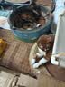 味当家原味纯豆腐猫砂20kg除臭可冲厕所猫沙非混合猫砂豆腐2.5kg*8袋 实拍图