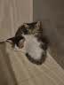 拜达尔猫咪幼猫0乳糖羊奶粉200g狗狗幼犬绵羊奶宠物新生全阶段康复营养 实拍图