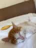 licheers猫玩具逗猫棒不倒翁猫咪玩具薄荷球幼猫猫咪自嗨解闷逗猫用品 实拍图