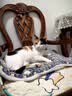 licheers猫垫子宠物猫窝睡垫秋冬季法兰绒毛毯狗狗睡觉专用地毯蓝色星空 实拍图