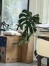 babycare儿童保温杯水壶吸管杯大宝宝学饮杯不锈钢三合一上学600ml 实拍图