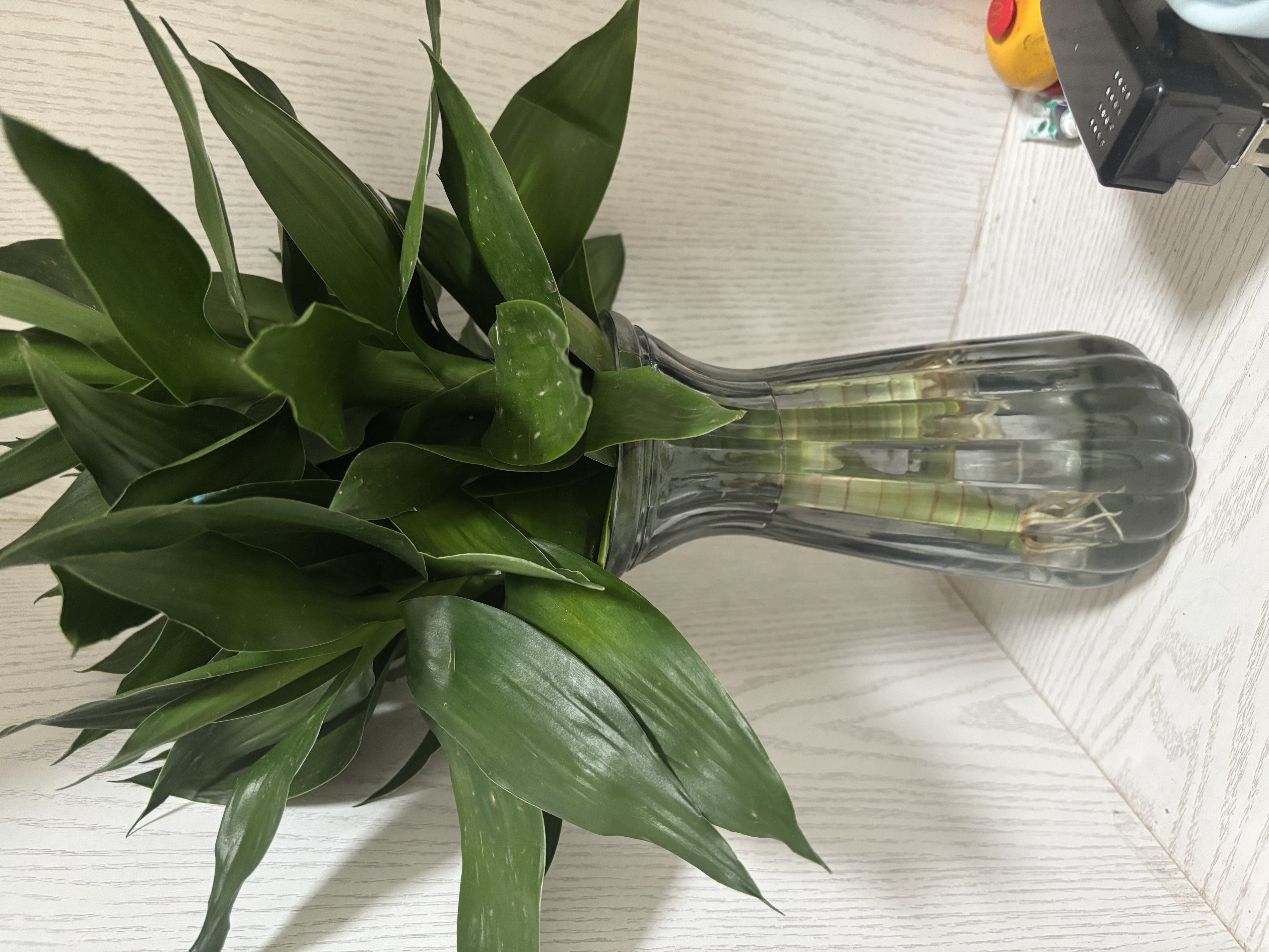花翁富贵竹水培绿植招财转运室内客厅水养花卉盆栽植物文昌竹源头直发 实拍图