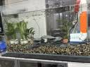 森森（SUNSUN）耀蓝鱼缸水泵小型潜水泵过滤泵抽水泵YQP-1000 15W 实拍图