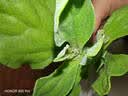 【水果菜】冰草 250g 实拍图