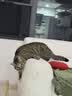 皇家室内成猫粮 I27 通用粮 12月以上 400g 实拍图