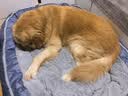 华元宠具（hoopet）狗窝保暖可拆洗中大型犬冬季狗床拉布拉多狗睡垫子宠物垫人类狗窝 实拍图