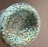 当妮护衣留香珠自由之森200g 持久留香香氛搭配洗衣液非柔顺剂 实拍图