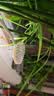 三思京东集采JC系列全植物补光灯仿太阳全光谱 植物灯生长盆夹灯-12W  实拍图